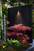 Illuminated Japanese maple in front of dividing screen in garden