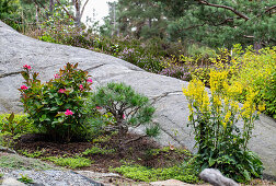 Hydrangea, pine, and goldenrod in the rocky garden