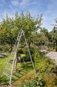 Erected ladder in the orchard