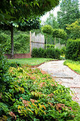 Red Barrenwort along the garden path