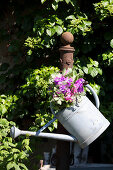 Vetches and elderflowers in a zinc watering can