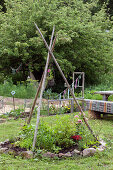DIY creeper tripod trellis over border in garden