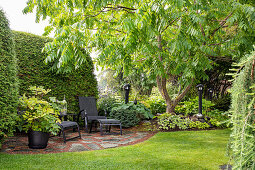 Patio space framed by Arborvitae, under Manchurian walnut tree