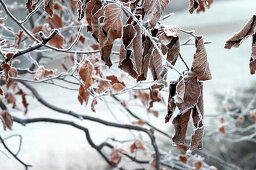 Buchenblätter mit Rauhreif im Winter