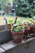 Dividing and repotting offshoots of cannon flower (Pilea peperomioides)