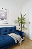 Blue upholstered sofa and indoor plant in front of white wall with elegant stucco work