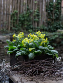 Primroses with birch twigs, in wooden box on garden table