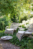 Sitzplatz mit weißen Hortensien (Hydrangea) und Efeu am Gartenweg entlang