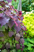 Red-leaved Judas tree (Cercis) by the greenhouse