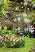 Tulpen (Tulipa) und Narzissen (Narcissus) im Frühlingsgarten, im Hintergrund Brunnen und Sitzplatz