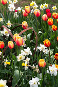 Tulpen (Tulipa) und Narzissen (Narcissus) im Frühlingsgarten, mit altem Metallgestell