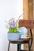 Blechdose mit Hyazinthen und Blaubeerzweig bepflanzt auf Vintage Stuhl