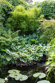 Garden pond surrounded by bamboo and hostas