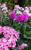 Colorful dahlias and phlox in the summer garden