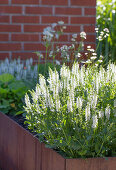 Woodland sage (Salvia nemorosa) in a flowering garden bed in front of a brick wall