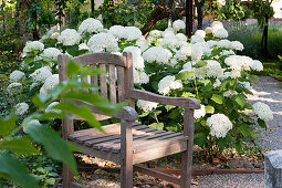 Wooden chair in front of snowball hydrangea (Hydrangea arborescens) in the garden