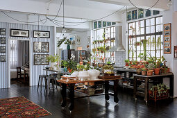 Plant collection in loft kitchen with industrial accents