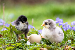 Zwei Hühnerküken mit Eiern im Blumengarten