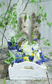 Egg shells filled with grape hyacinths (Muscari), daffodils (Narcissus) and primroses on a wooden tray