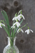 Snowdrops (Galanthus) in a glass vase