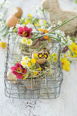 Spring bouquets with primroses in eggshells in a wire basket