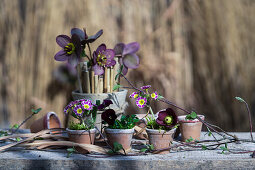 Oriental hellebore, stalks of winter grass and primroses in clay pot