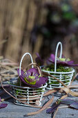 Arrangement with oriental hellebore (Helleborus orientalis) in baskets