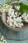 Lilac blossoms (Syringa) in a wooden bowl on a rack
