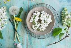 Lilac blossoms (Syringa) in a wooden bowl, bouquet of dandelions (Taraxum)