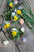 Eggshells with horned violets and wreaths of grape hyacinth leaves