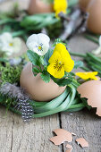 Eierschalen mit Hornveilchen (Viola Cornuta) und Kränzchen aus Traubenhyazinthenblättern und Federn, Osterdeko