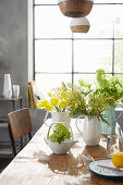 Teapot with snowball (viburnum) and spring bouquets in vases on dining table