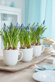 Cups with pearl hyacinths (Muscari) on a set table