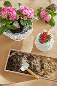 Plant primroses in porcelain cake moulds