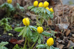 Winter aconites (Eranthis) in the rain in the flower bed