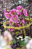 Christmas roses (Helleborus niger) with climbing aid and snowdrops (Galanthus) in garden bed