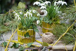 Snowdrops (Galanthus) in DIY flower pots made of bamboo branches on a table in the garden