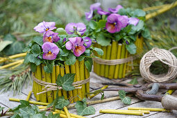 Viola Wittrockiana in DIY pots made from cut branches with raffia ribbon on a wooden table in the garden