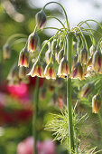 Bulgarian leek Allium Bulgaricum