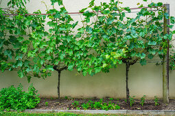 Weinreben im Obstgarten mit weißen Weintrauben (Vitis)