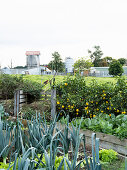 Vegetable garden with leeks, cabbage and lemon trees