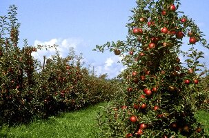 Apfelplantage in Bayern (Bodenseeäpfel)