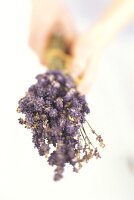 Hands holding a bunch of lavender