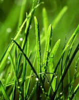 Blades of grass with dewdrops
