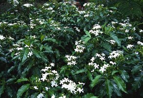 Crepe jasmine (Tabernaemontana divaricata)