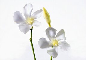 Two jasmine flowers