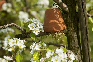 Blumentopf (Ohrwurm-Unterschlupf) am blühenden Kirschbaum