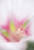 A flower (close-up)