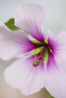Hibiscus flower (close-up)