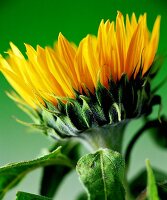A sunflower against a green background